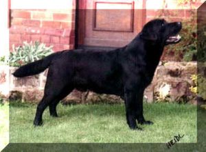 Read more about the article GB CH Cambremer Tom Cobbley of Charway