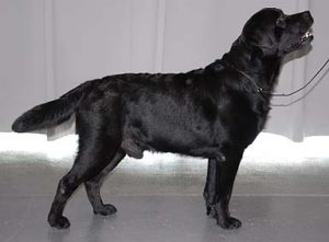 Read more about the article Cassatas Fantom Ferdinand