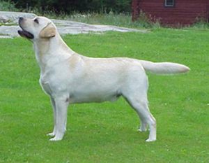 Read more about the article Attikonak What the Heck Guideline