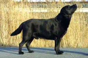 Read more about the article ÄLVGÅRDENS LE CARDINAL