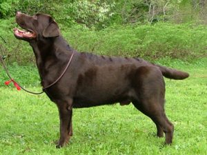 Read more about the article Robust Brown Cupido