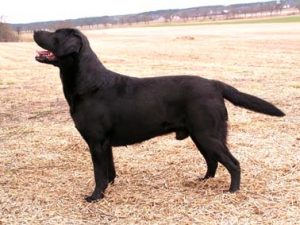 Read more about the article S JCH SNEEZING DUCK’S THE NIGHTS ON FIRE