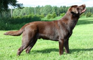 Read more about the article Upwards Yabba The Mutt (“Kalle”)